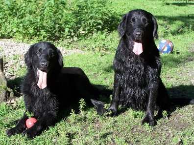 Independent flat coated retriever hot sale rehoming