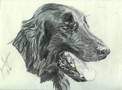 Flatcoat Head