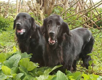 Independent flat coated retriever hot sale rehoming