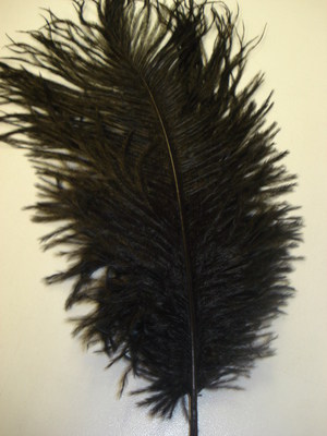 Ostrich Feather - Black