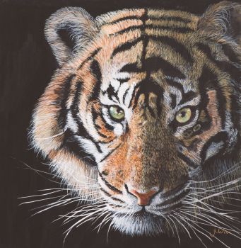Limited Edition signed Giclee print 'Hello Tiger' 34cm x 34cm