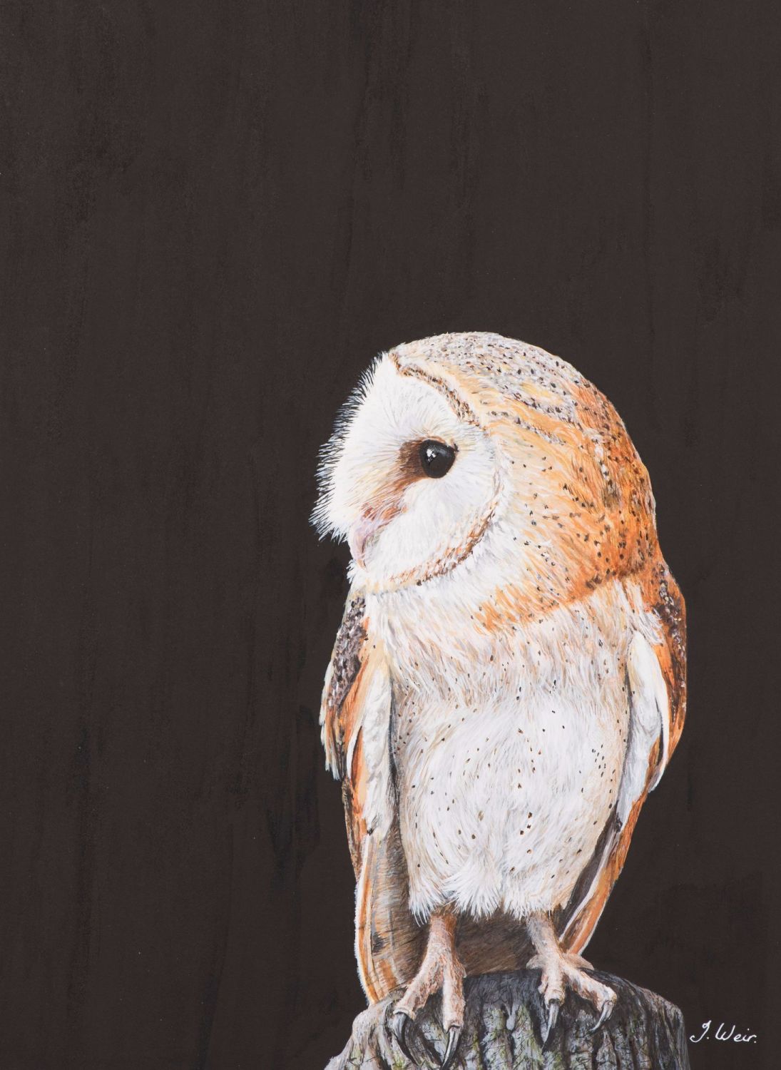 'Barn Owl' 25cm x 33cm