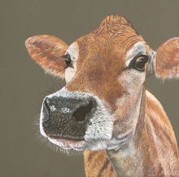 Jersey Cow Giclee print size  34cm x 34cm