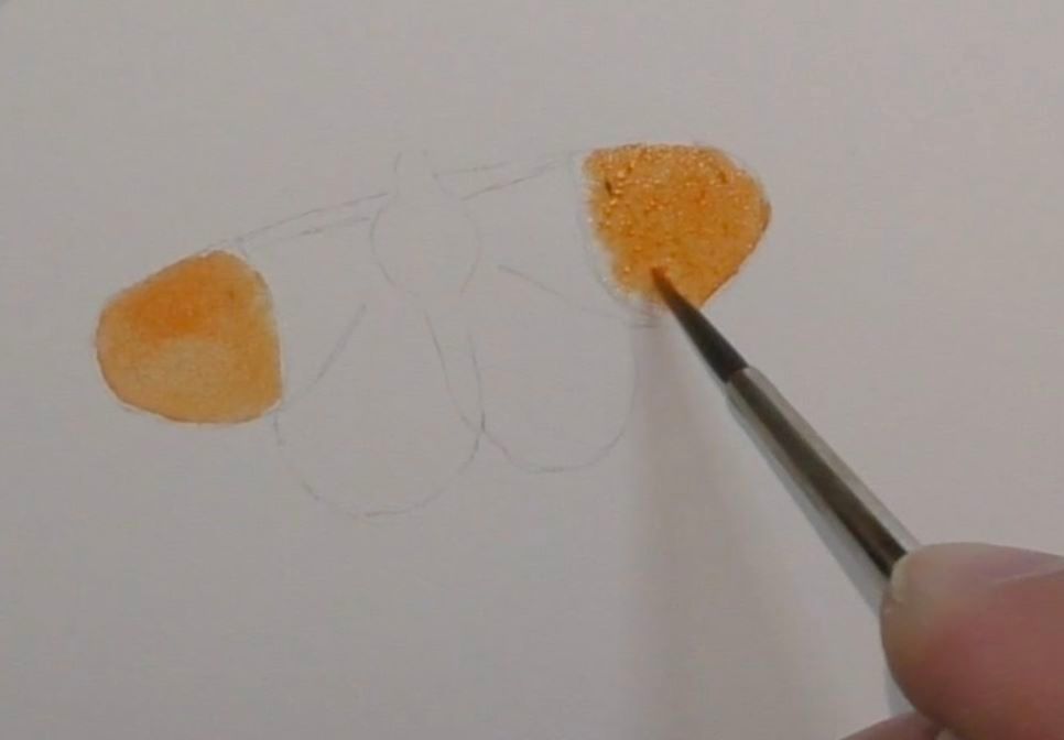 how to paint an Orange tip butterfly