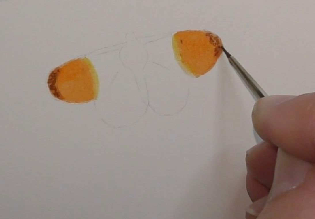 How to paint an orange tip butterfly in watercolours