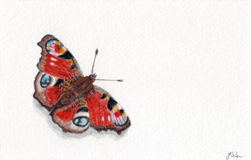 The Peacock Butterfly, Original Watercolour painting.