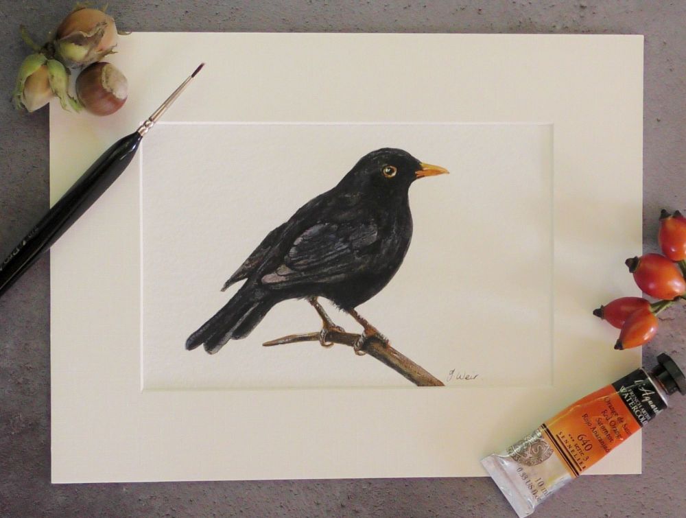 Blackbird Singing, Original Watercolour.