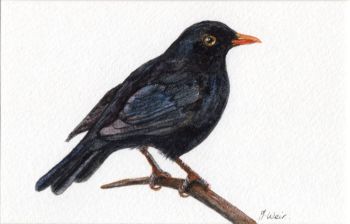 Blackbird Singing, Original Watercolour.