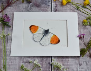 Orange Tip Butterfly, Original Watercolour.