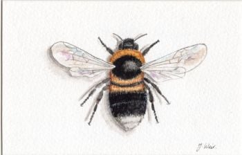 Bumblebee, Print.