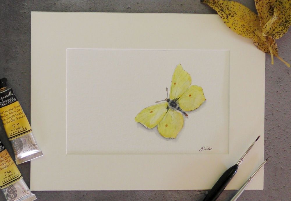 Brimstone Butterfly, Print.