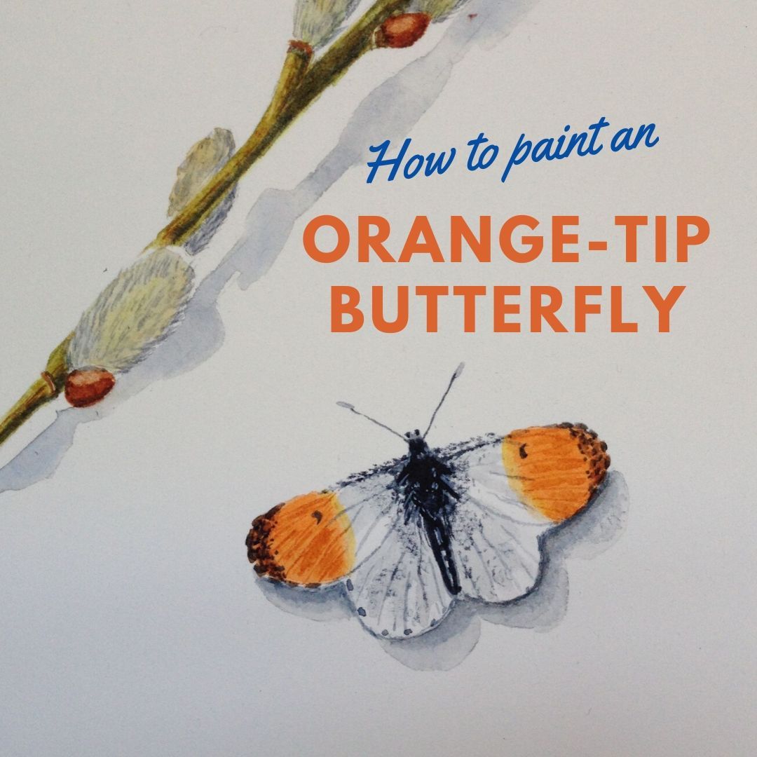 How to paint an Orange tip Butterfly.