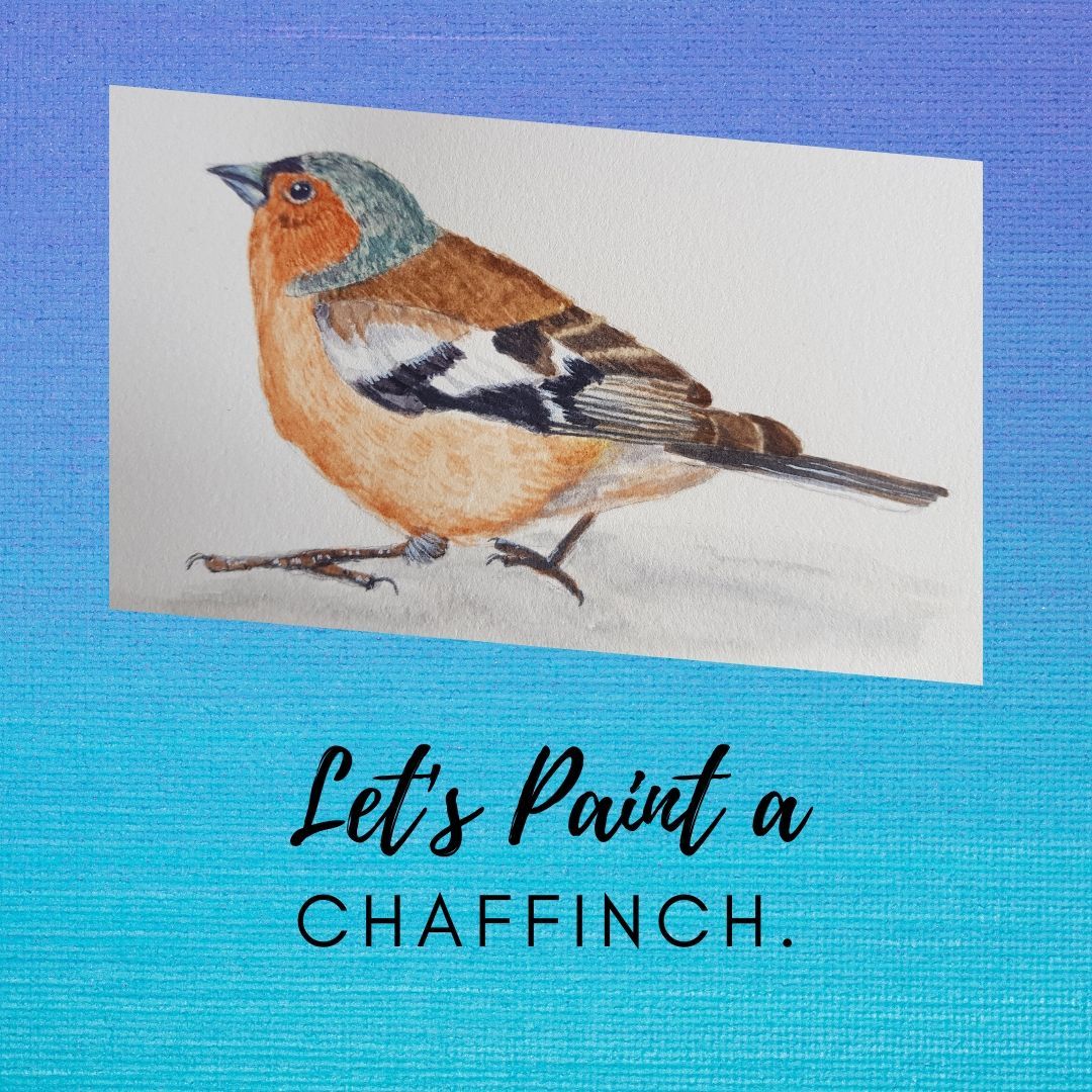 How to paint a Chaffinch.