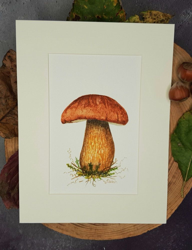 Bay Bolete Mushroom, Original Watercolour Painting.
