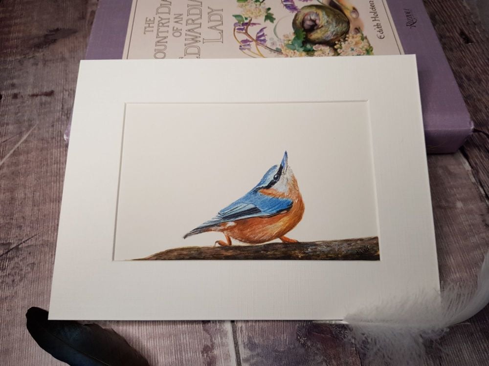 Nuthatch Original Watercolour Painting