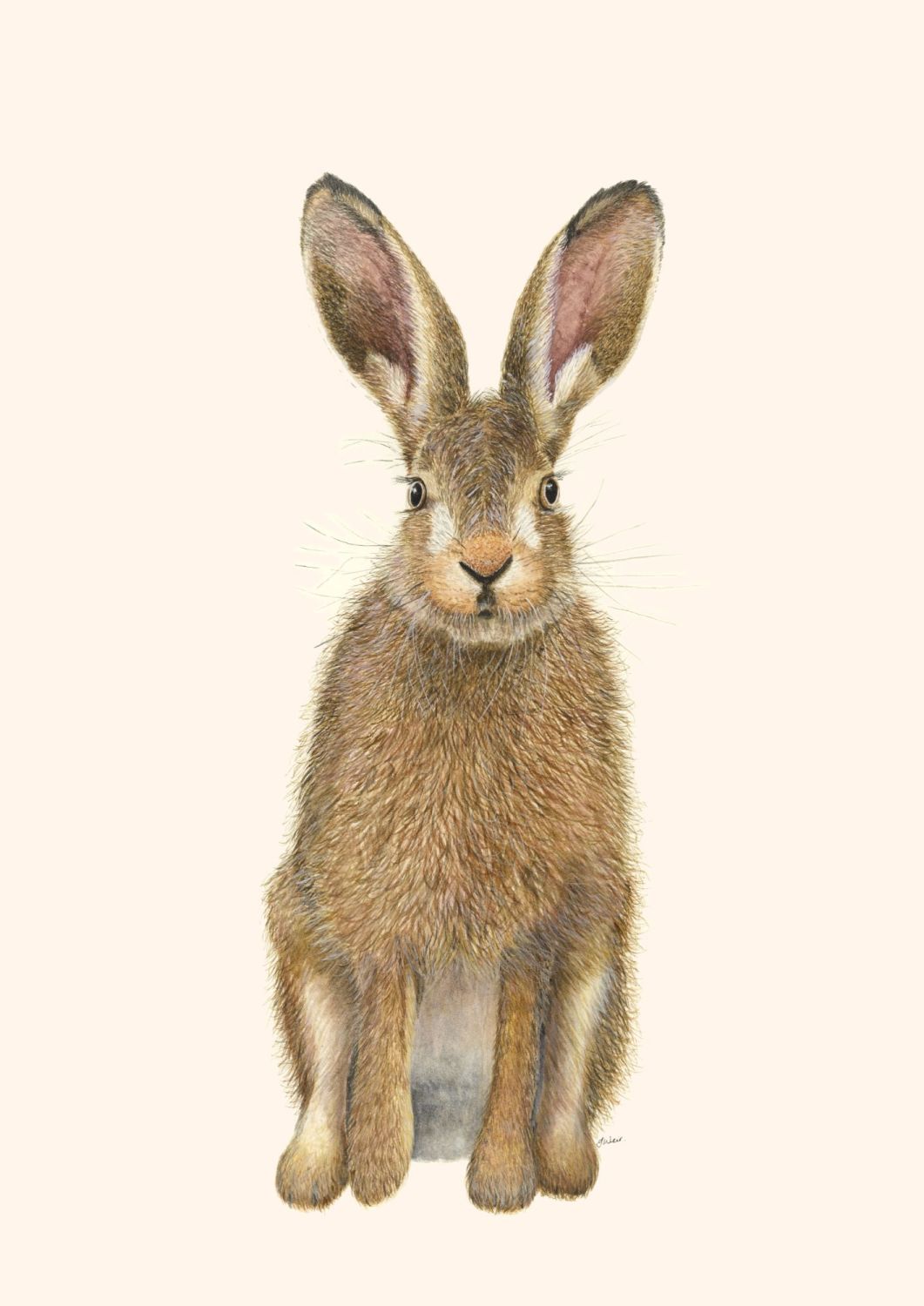 Waiting Hare, A4 size print.