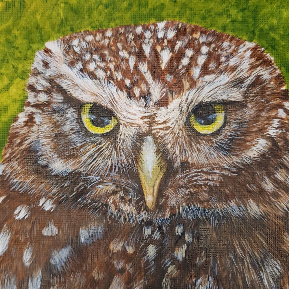Little Owl, Original Painting
