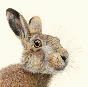 Mad as a March Hare - 16" x 16" - Giclée print.