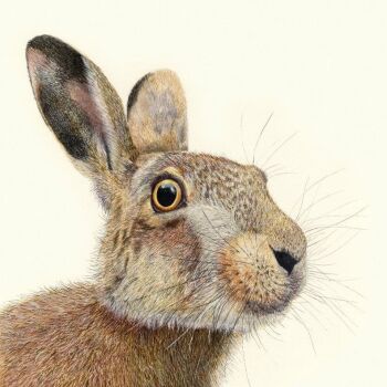 'March Hare' - Original Watercolour Painting. 16" x 16".