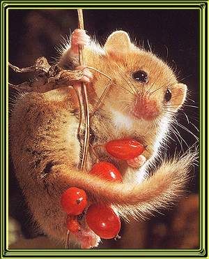 How to paint a Dormouse