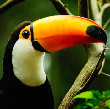 Saturday 13th April 2024.  How to paint a Toucan.