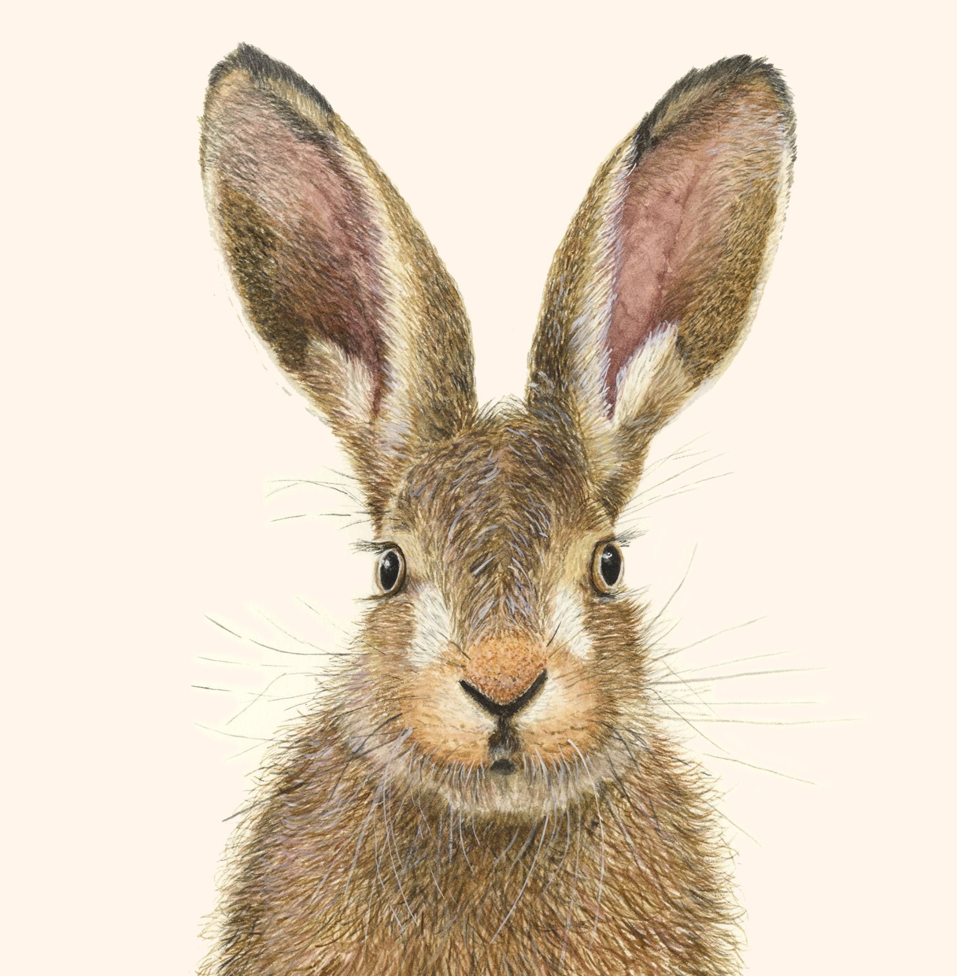 How to paint a Hare
