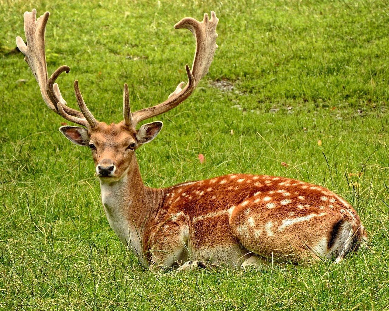 How to paint a Fallow Deer