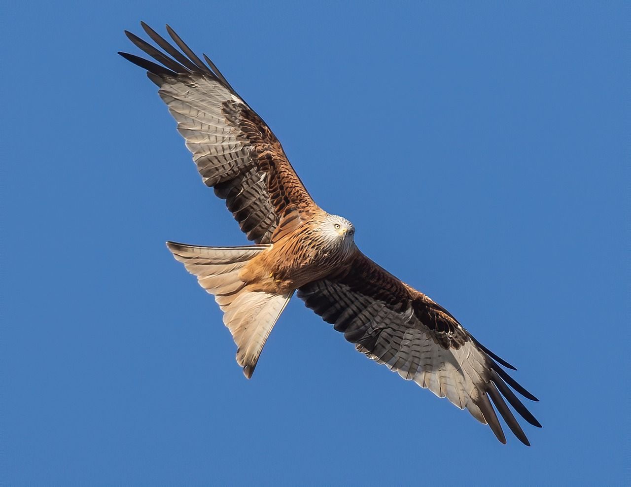 How to paint a red kite