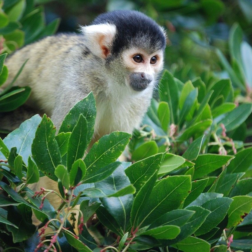 How to paint a Squirrel Monkey