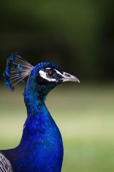 Saturday 12th April 2025.  How to paint a Peacock.