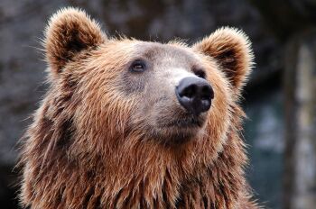 Saturday 10th May 2025.  How to paint a Brown Bear.