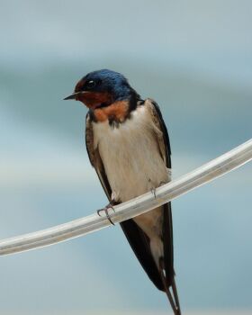 Saturday 14th June 2025.  Painting Swallows on Gold or Silver Leaf.