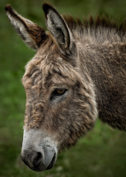 Saturday 12th July 2025.  Painting a Donkey.