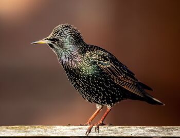 Saturday 11th October 2025.  Painting a Starling.