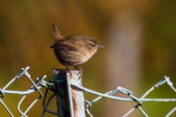 Saturday 6th December 2025.  Painting a little Wren.