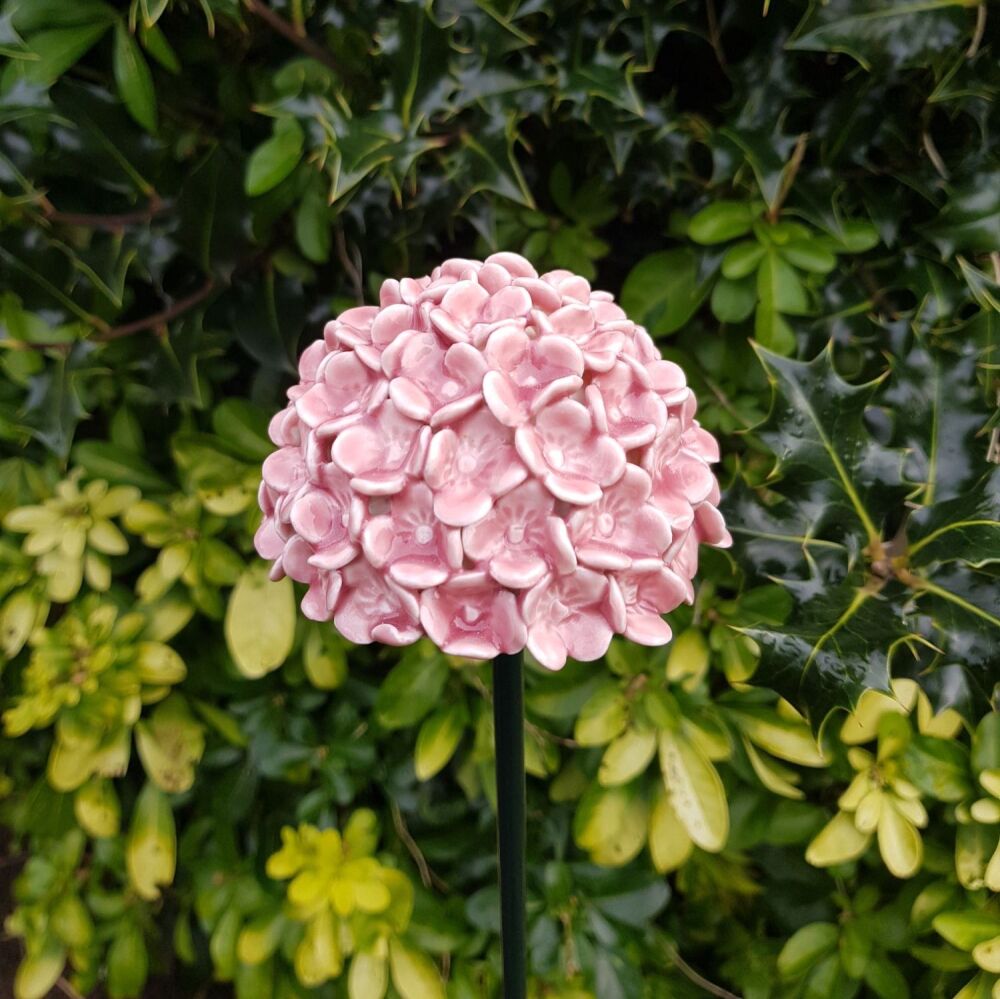 Hydrangea Flower Head.