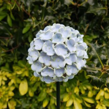 Hydrangea Flower Head in Pale Blue.