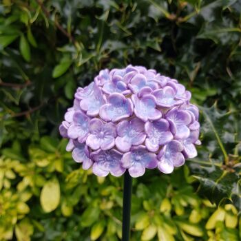 Hydrangea Flower Head in Lilac.