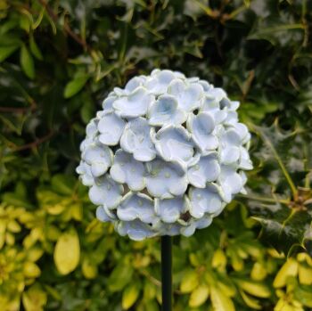 Saturday 28th June 10 - 1pm.  Hydrangea Flower Head.