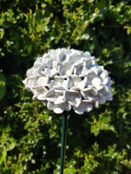 Hydrangea Flower Head in Pale Blue and soft grey.