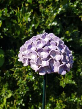 Hydrangea Flower Head in Lilac.