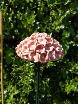 Hydrangea Flower Head in Deep Pink.
