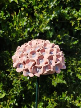 Hydrangea Flower Head in Baby Pink with Blue Centre.