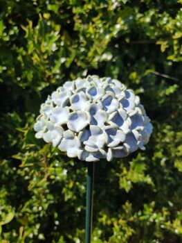 Hydrangea Flower Head in a Blue / Green Glaze.