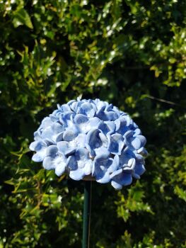 Hydrangea Flower Head in Bright Blue with White Centre.