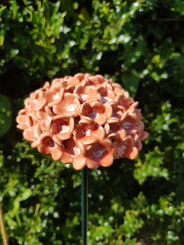 Hydrangea Flower Head in Salmon Pink and White Centre.