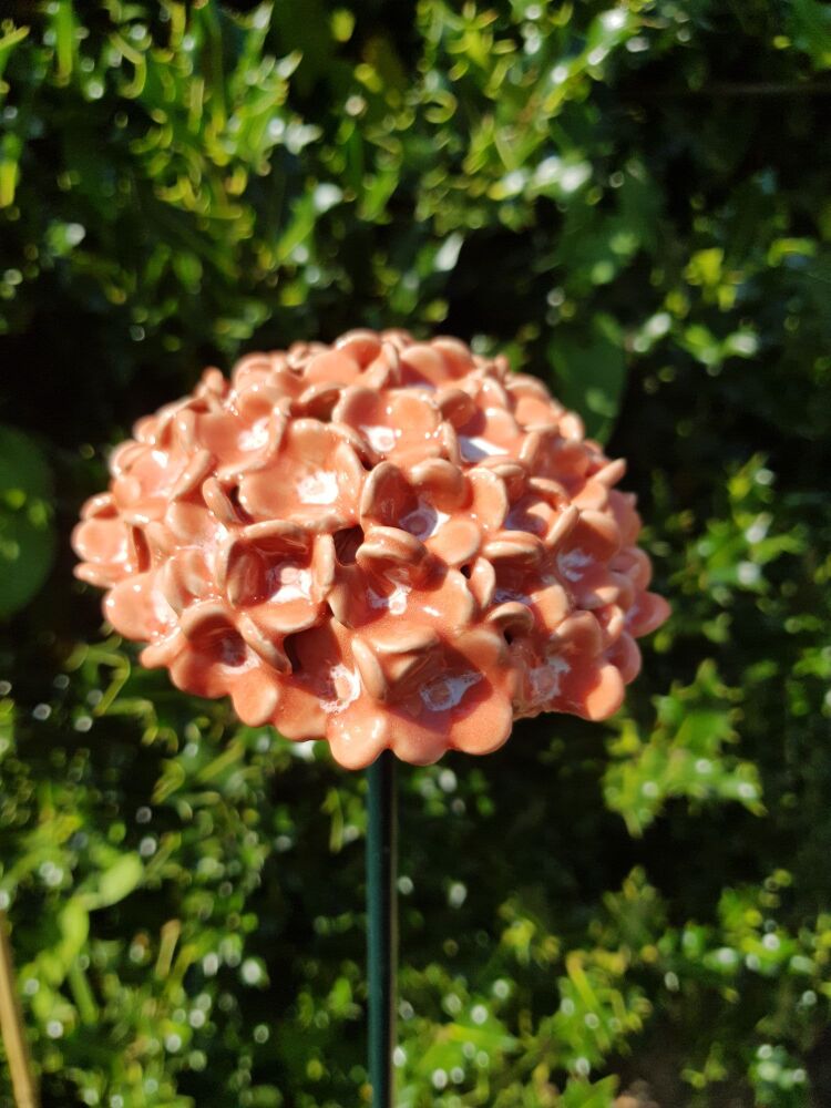 Hydrangea Flower Head in Salmon Pink and White Centre.