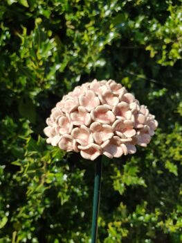 Hydrangea Flower Head in Pale Pink.