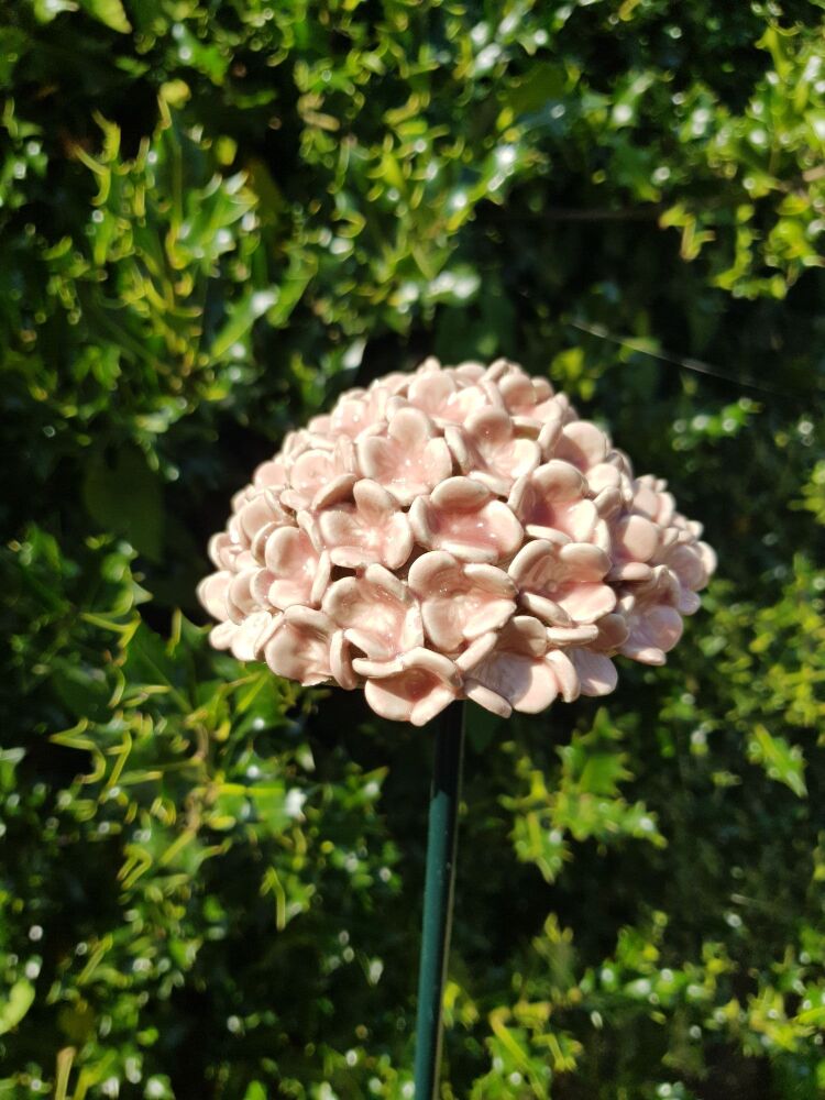 Hydrangea Flower Head in Pale Pink.