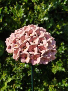 Hydrangea Flower Head in Baby Pink with Brown Centre.